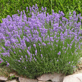 Lavendel 'Grosso' - Willemse