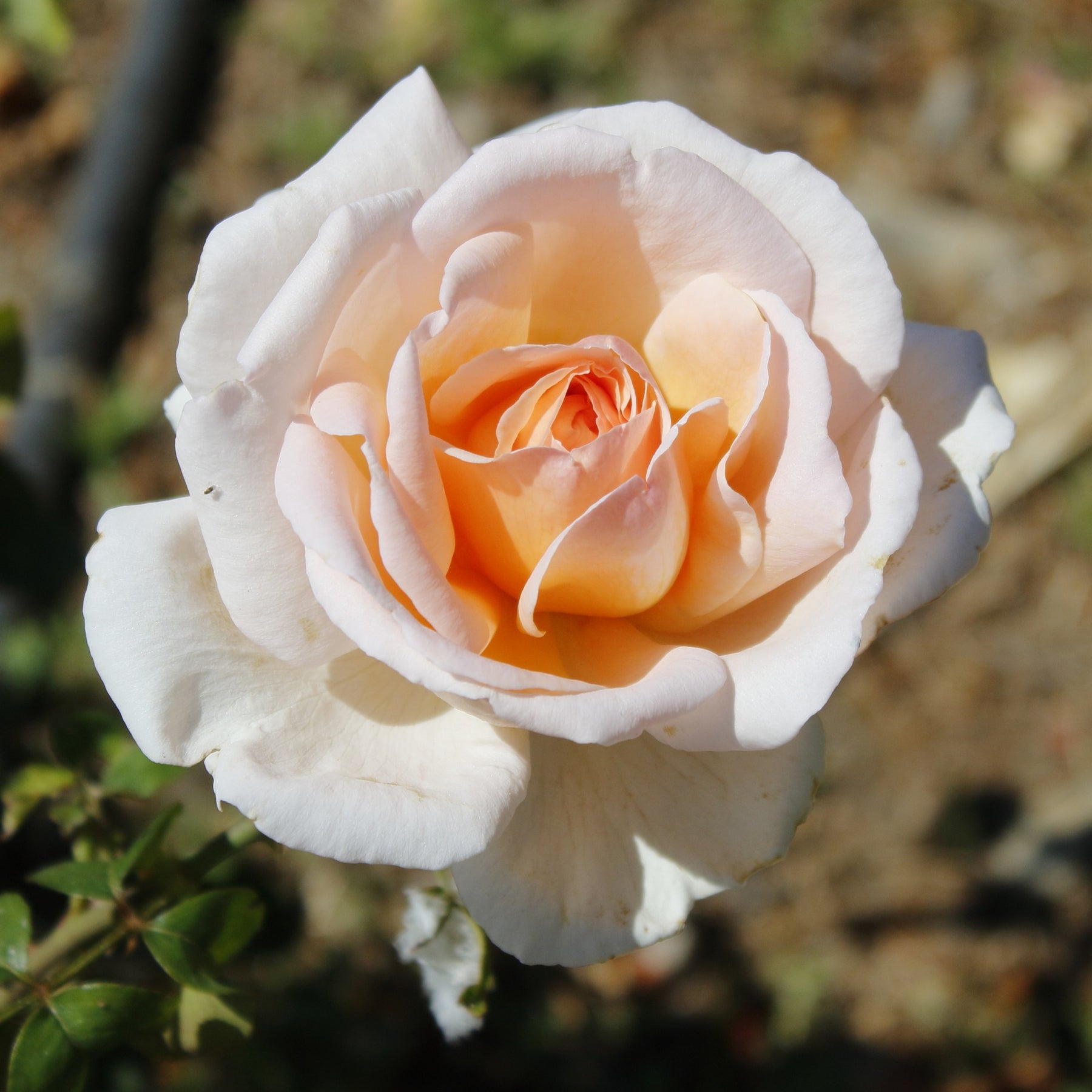 Rozen - Naakte wortels - Rozenmix - Rosa Osiria, Malaga, Blue moon, La magie du Parfum, Whisky, Famosa, Double Delight