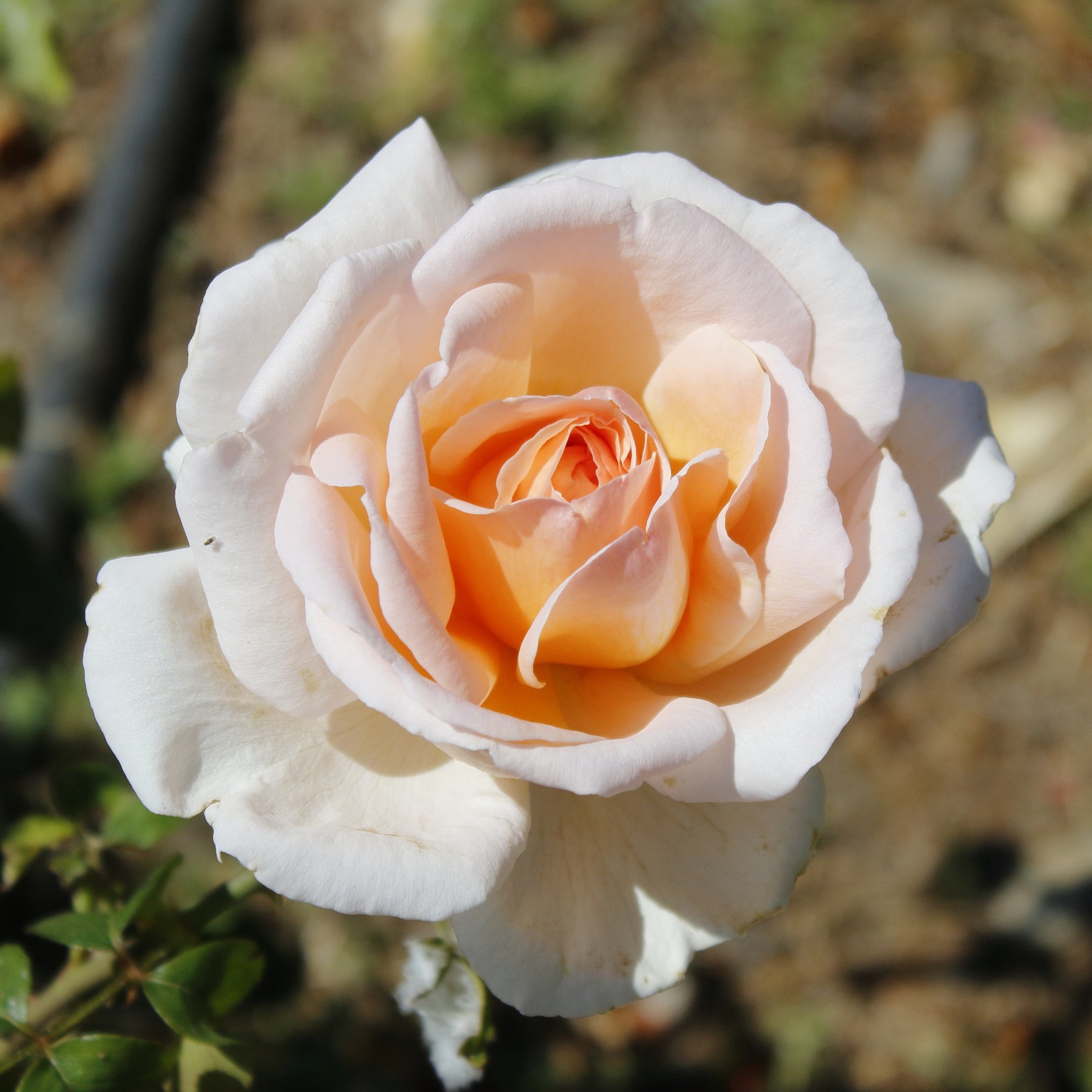 Roos 'Malaga' - Willemse