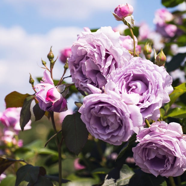 Klimroos 'Indigoletta' - Willemse