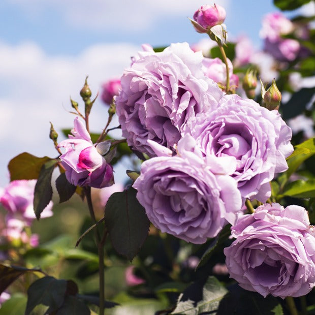 Klimroos Mix 'Métanoïa' + 'Musimara' + 'Indigo' (x3) - Rosa 'métanoia', 'musimara', 'indigoletta' - Willemse