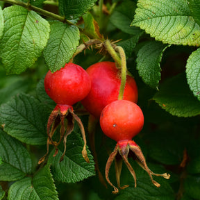 Wilde roos 'Hansa' - Rosa rugosa Hansa - Willemse
