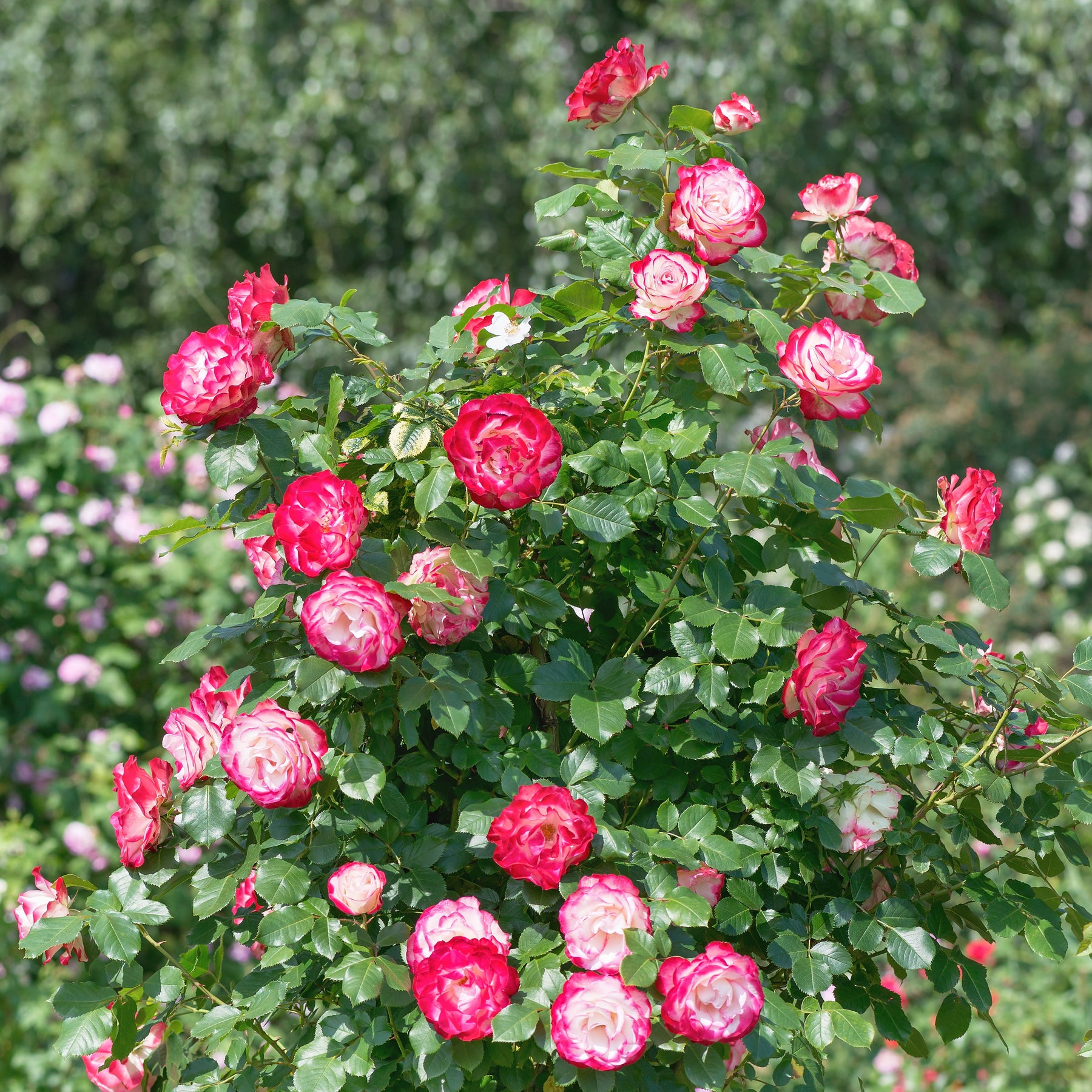 Grootbloemige roos 'Double Delight' - Rosa Double Delight - Willemse