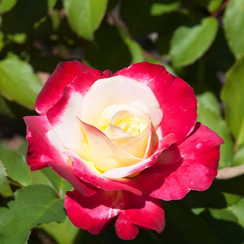 Rosa Double Delight - Grootbloemige roos 'Double Delight' - Rozen