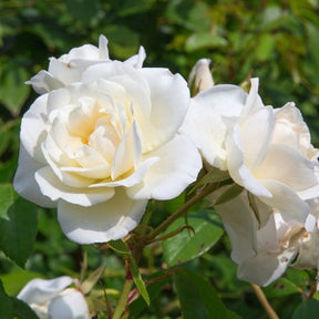 Grootbloemige roos 'White Symphony' - Rosa White Symphony - Willemse