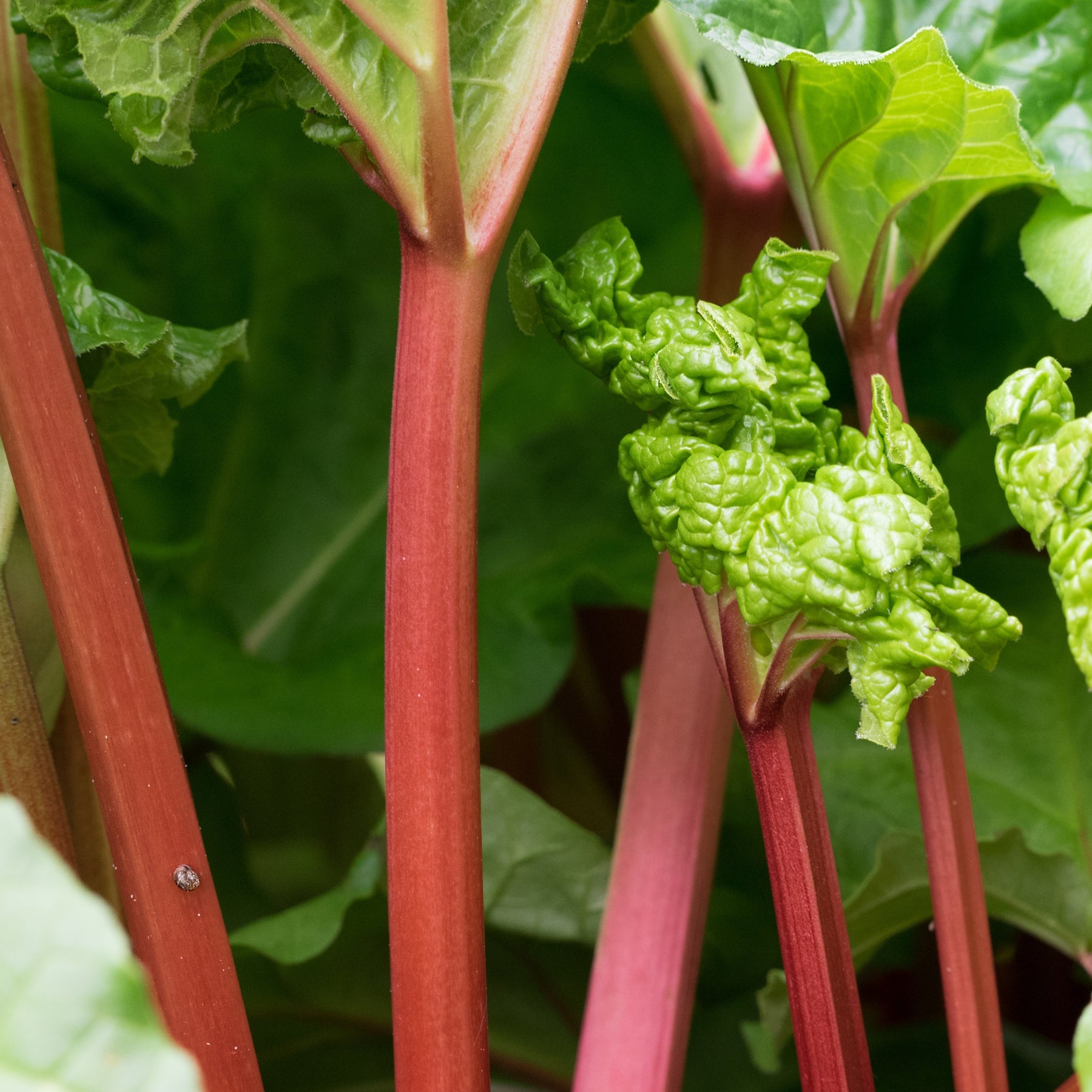 Rabarber - Rheum rhabarbarum - Willemse