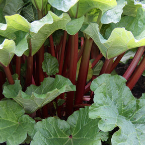Rheum rhabarbarum - Rabarber - Moestuinplanten
