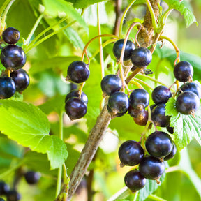 Ribes nigrum 'andega' - Zwarte bes 'Andega' - Zwarte bes