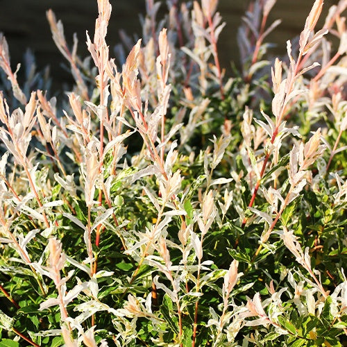 Bonte wilg haag 'Hakuro Nishiki' (x3) - Salix integra Hakuro Nishiki - Willemse