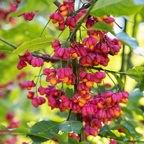 Euonymus europaeus - Wilde kardinaalsmuts - Heesters