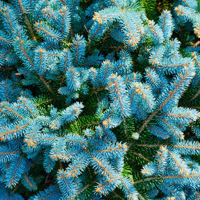 Blauwe spar 'Willemse selectie' - Picea pungens maculata - Bomen
