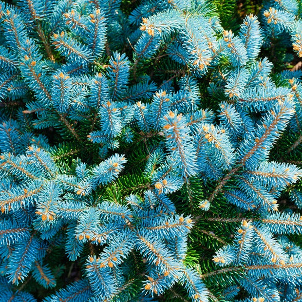 Blauwe spar 'Willemse selectie' - Picea pungens maculata - Bomen