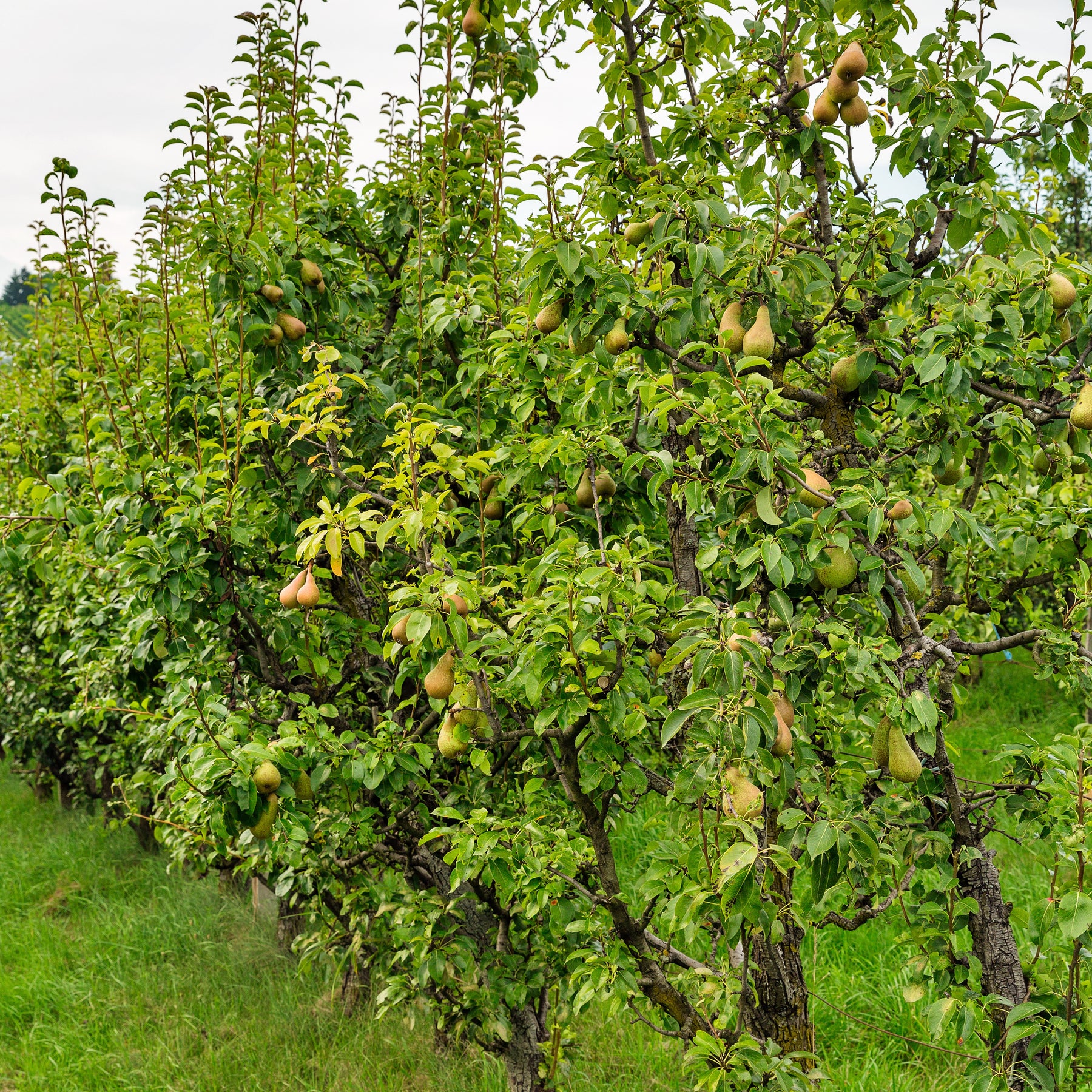 Perenboom 'Conférence' - Pyrus communis Conférence - Willemse