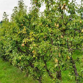 Perenboom 'Conférence' - Pyrus communis Conférence - Willemse