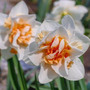 Dubbele Narcissen 'Replete' (x10) - Willemse