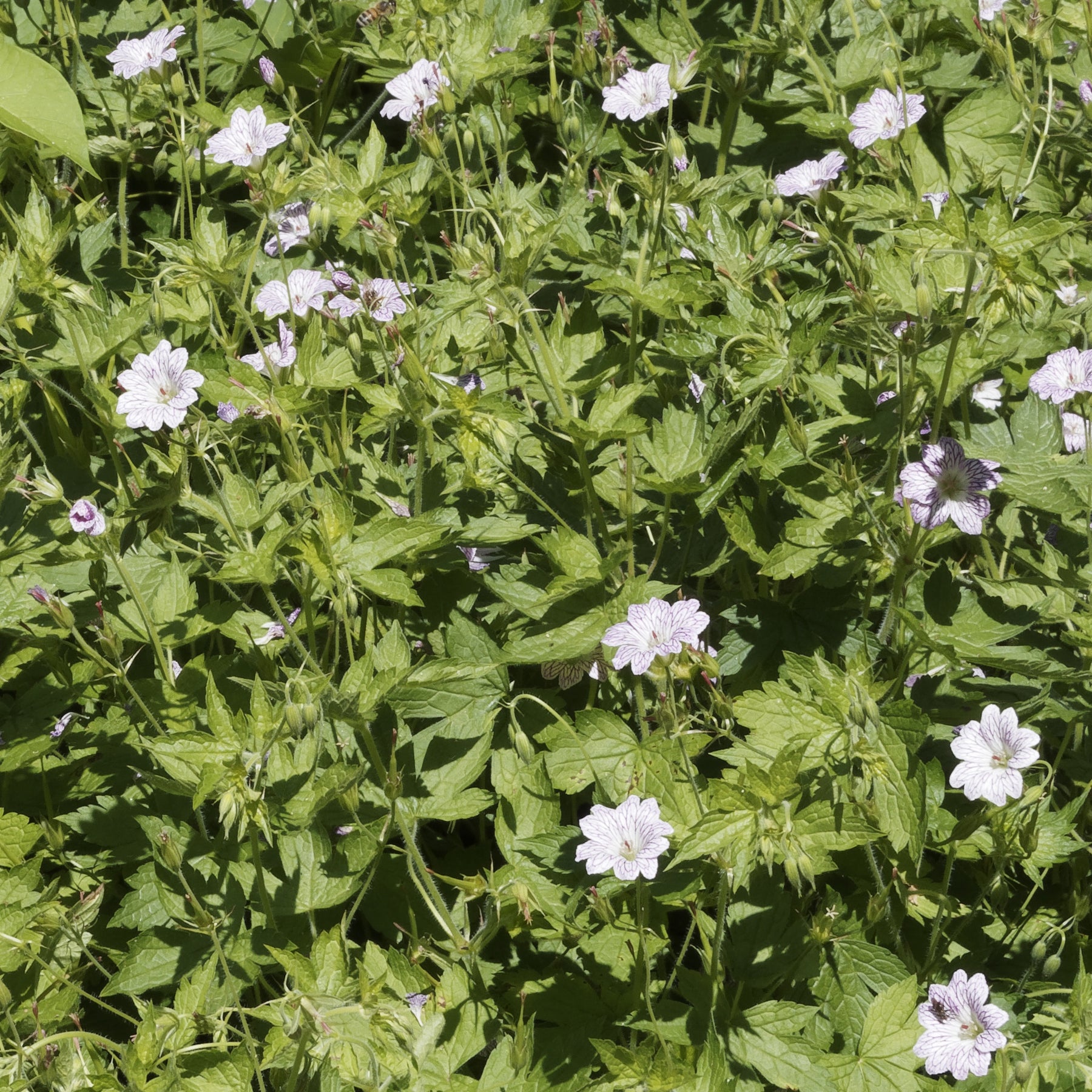 Winterharde geranium 'Katharine Adèle (x3) - Willemse