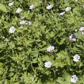 Winterharde geranium 'Katharine Adèle (x3) - Willemse