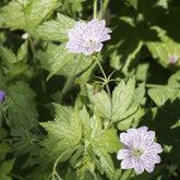 Winterharde geranium 'Katharine Adèle (x3) - Geranium oxonianum katharine adèle - Willemse