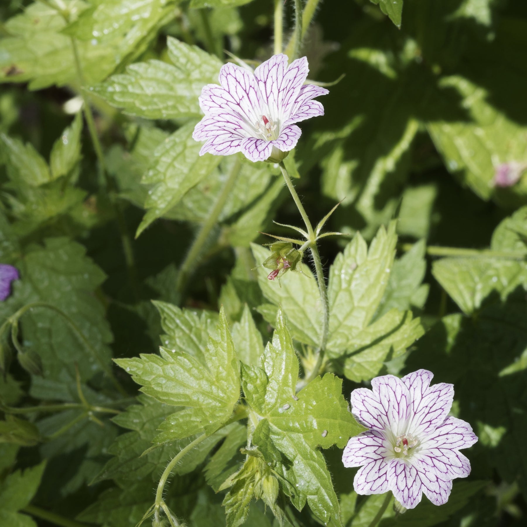 Winterharde geranium 'Katharine Adèle (x3) - Geranium oxonianum katharine adèle - Willemse