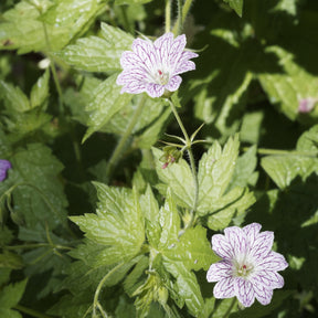 Winterharde geranium 'Katharine Adèle (x3) - Geranium oxonianum katharine adèle - Willemse
