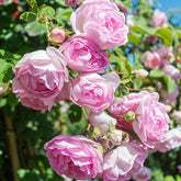 Klimroos 'Jasmina Korcentex' - Rosa jasmina korcentex - Willemse
