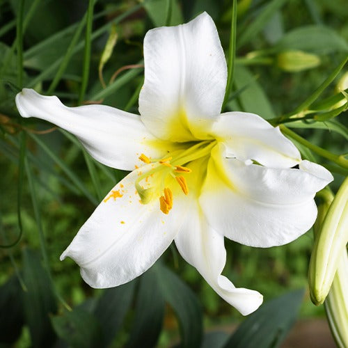Witte koningslelie (3x)
