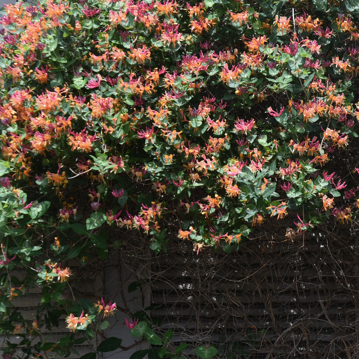 Kamperfoelie 'Goldflame' - Lonicera heckrotii goldflame - Willemse