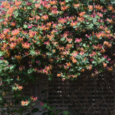 Kamperfoelie 'Goldflame' - Lonicera heckrotii goldflame - Willemse