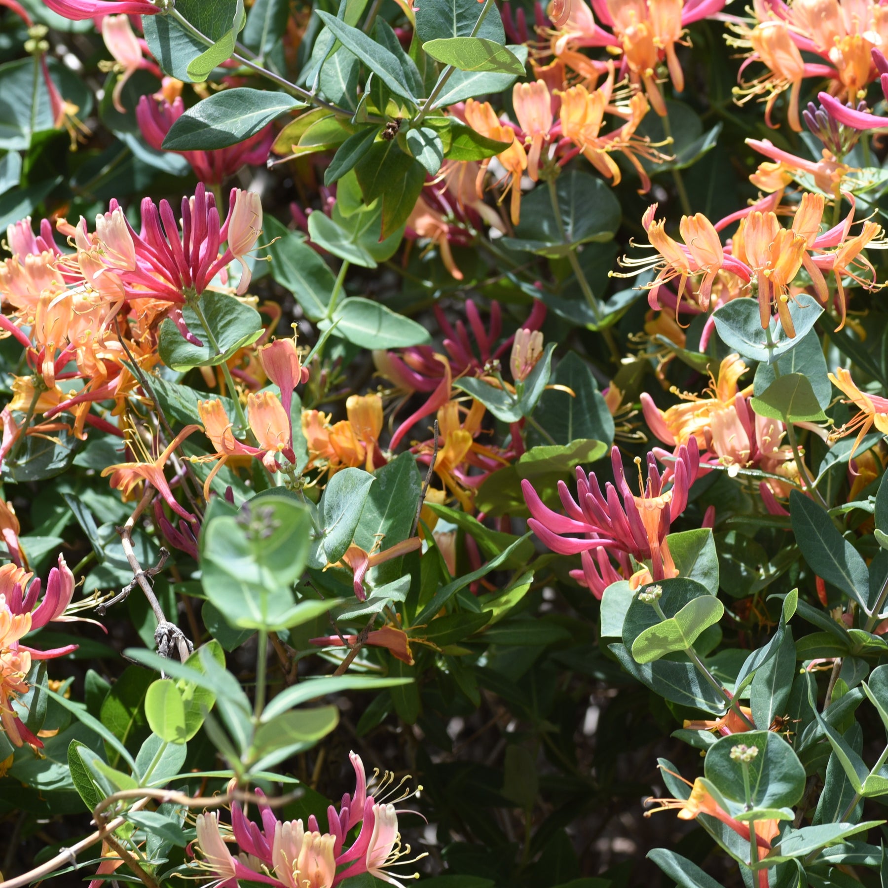 Kamperfoelie 'Goldflame' - Willemse
