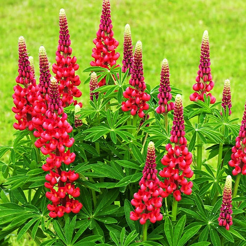 Lupine - Lupine 'Russell Red' (x3) - Lupinus russell red