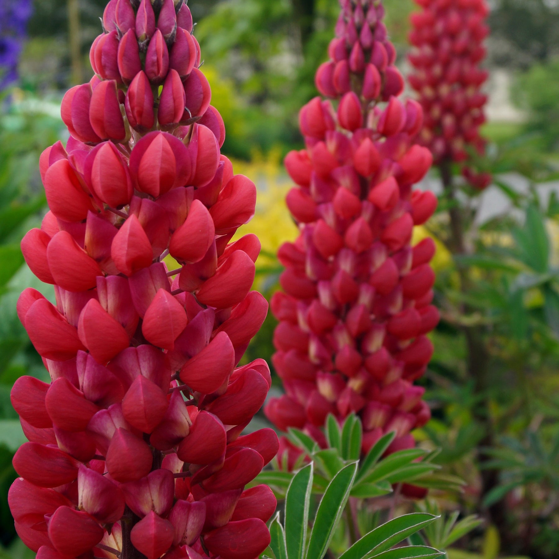 Lupine 'Russell Red' (x3) - Lupinus russell red - Willemse