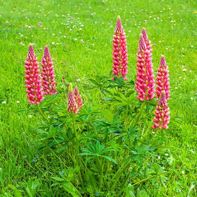 Lupinus russell red - Lupine 'Russell Red' (x3) - Lupine