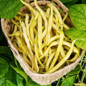 Sperzieboon 'Kinghorn Wax' - Phaseolus vulgaris kinghorn wax - Willemse