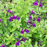 Salie 'Violette de Loire' - Salvia jamensis Violette de Loire ® Barsal - Willemse