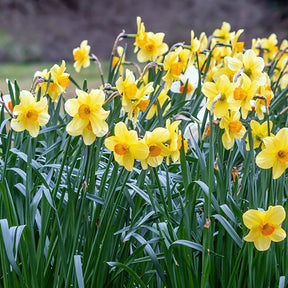 Narcissen 'Fortune' (x10) - Willemse