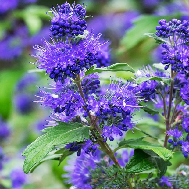 Blauwe spirea 'Blauer Spatz' - Caryopteris x clandonensis blauer spatz - Willemse