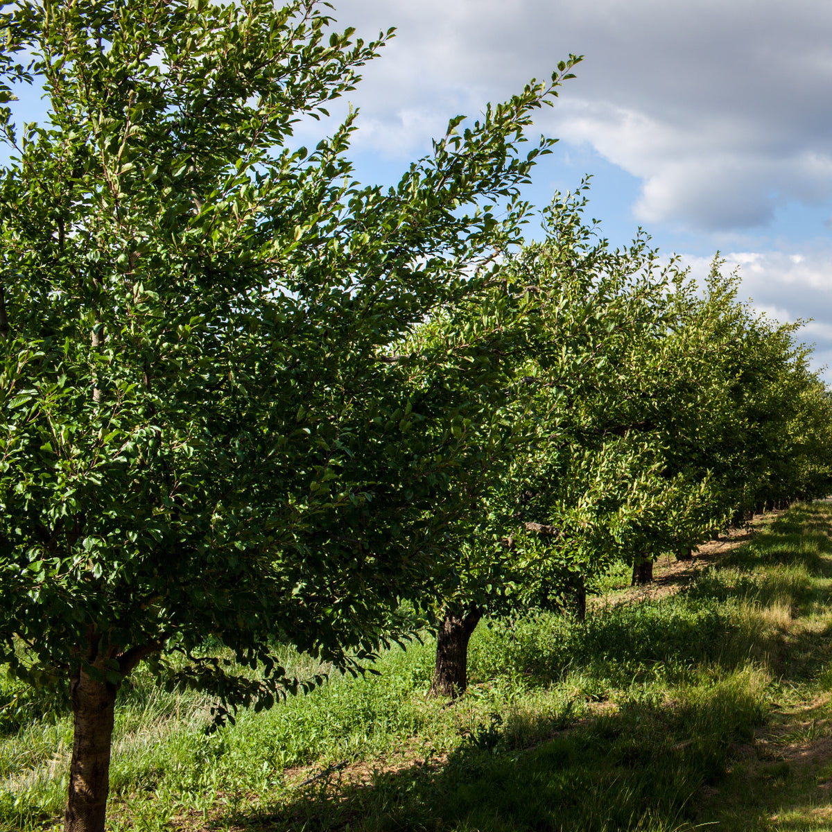Pruimenboom 'President' - Prunus domestica Président - Willemse