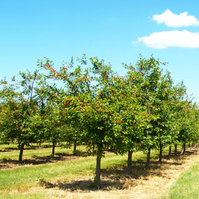 Prunus avium Summit - Zoete kers 'Summit' - Kersenbomen