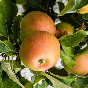 Appelboom Coxs Orange Pippin - Willemse