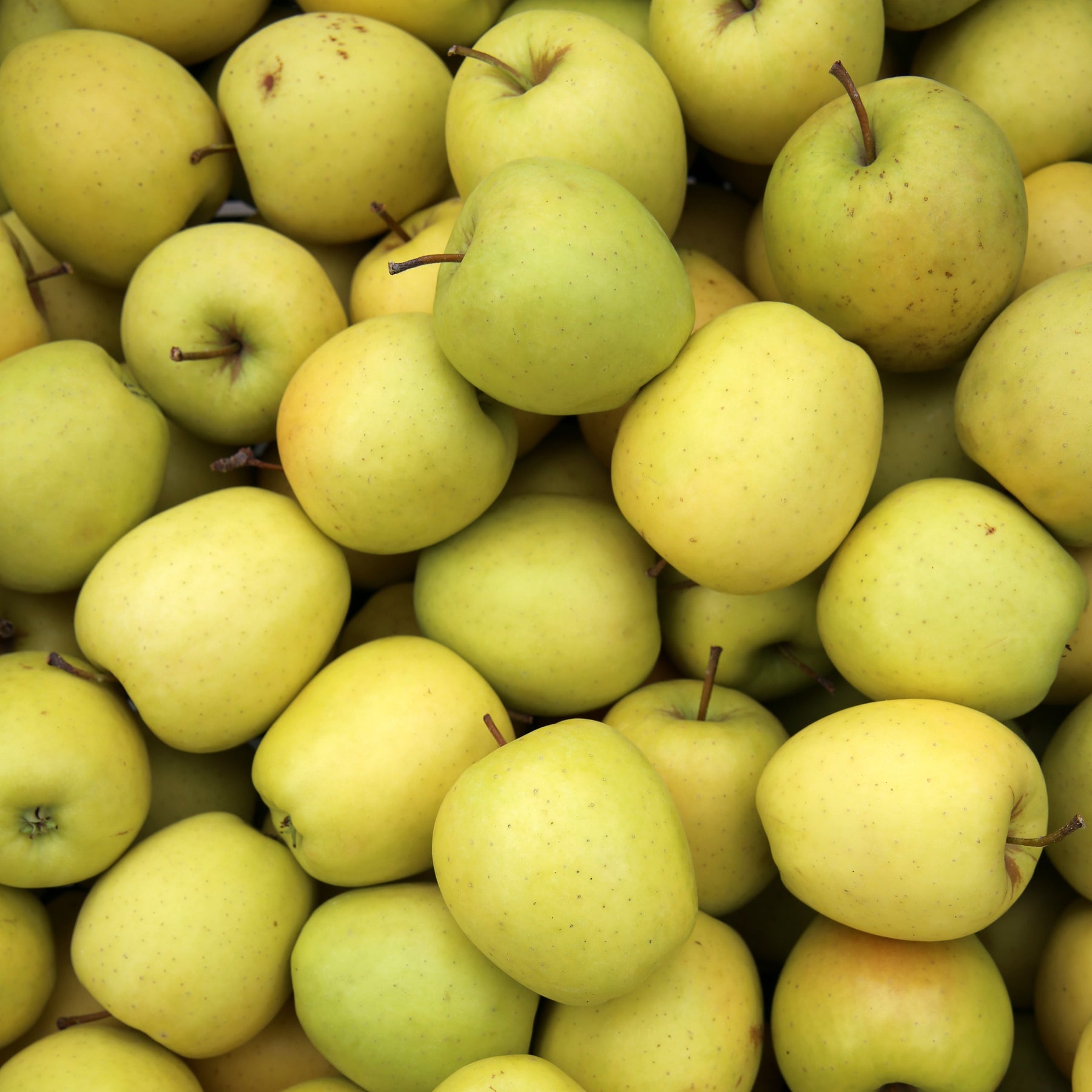 Appelboom 'Golden Delicious' - Malus domestica Golden Delicious - Willemse