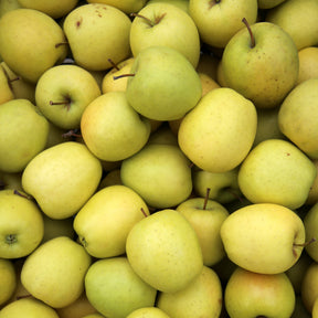 Appelboom 'Golden Delicious' - Malus domestica Golden Delicious - Willemse