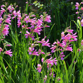 Byzantijnse gladiool (x10) - Gladiolus byzantinus - Willemse