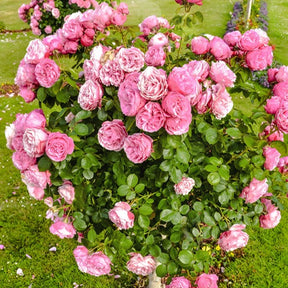 Rosa her's ausgreen ® (ausblush) - Engelse roos 'Her's Ausgreen'® - Rozen