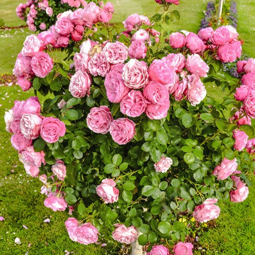 Rosa her's ausgreen ® (ausblush) - Engelse roos 'Her's Ausgreen'® - Rozen