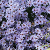 Aster wood's light blue - Wood's light blue Herfstasterren - Aster