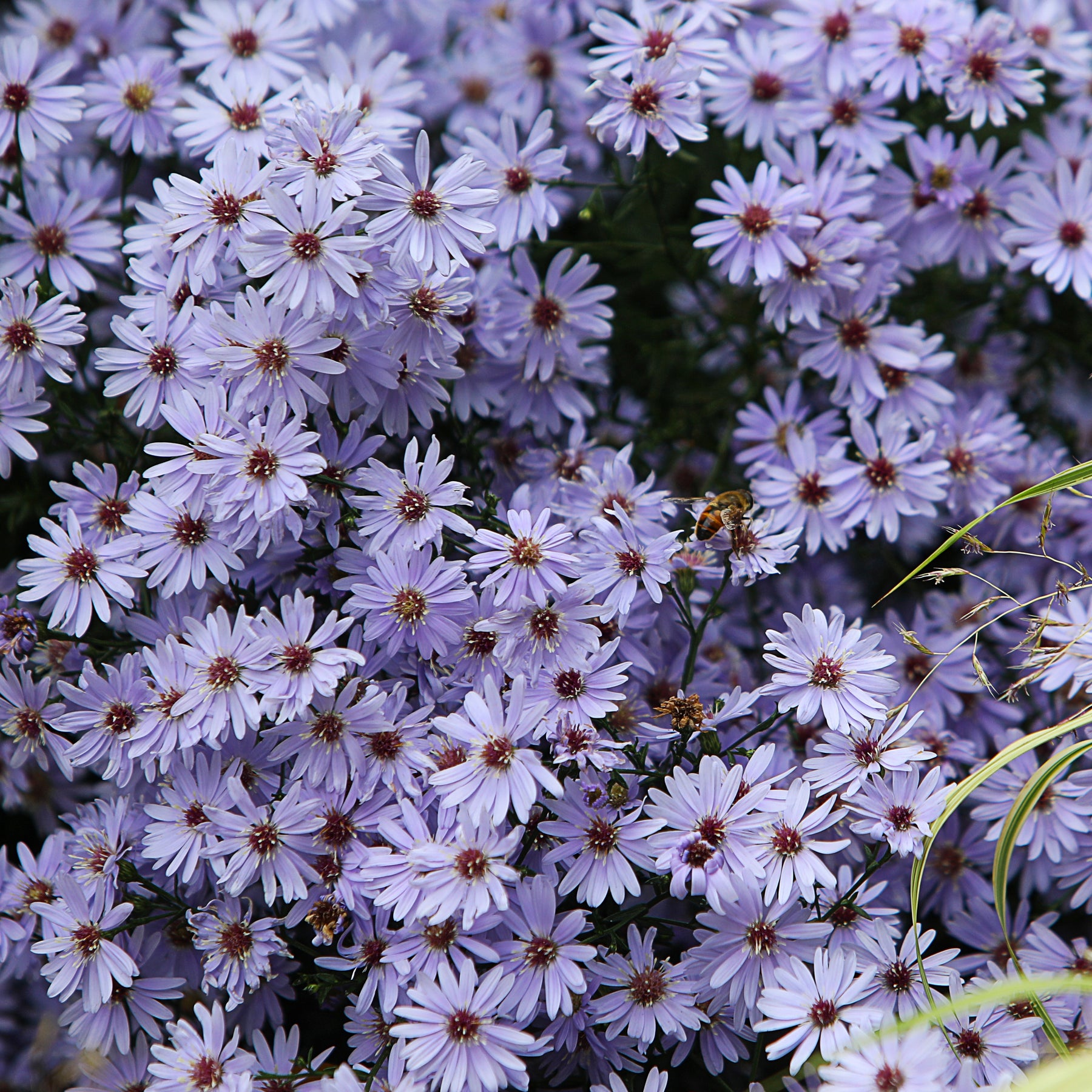 Aster wood's light blue - Wood's light blue Herfstasterren - Aster