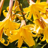 Trompetlelies Golden Splendour (x3) - Lilium golden splendour - Willemse