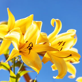Trompetlelies Golden Splendour (x3) - Willemse