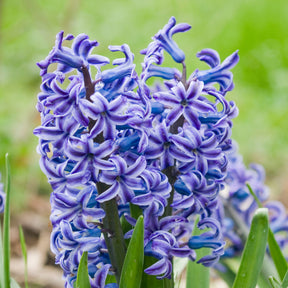 Hyacinthen 'Rembrandt' (x5) - Willemse