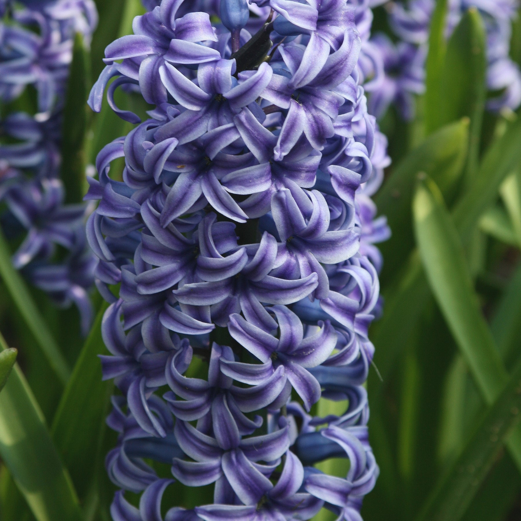 Hyacinthen 'Rembrandt' (x5) - Hyacinthus orientalis Rembrandt ® - Willemse